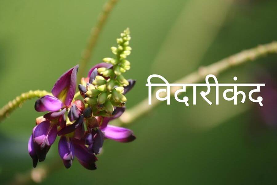 Read more about the article विदारीकंद (Vidarikand)