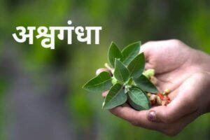 Read more about the article अश्वगंधा (Ashwagandha)