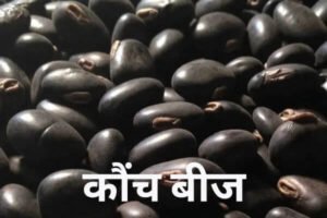 Read more about the article कौंच बीज (Kanch Beej)