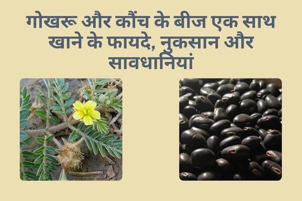 Read more about the article गोखरू और कौंच के बीज एक साथ खाने के फायदे, नुकसान और सावधानियां