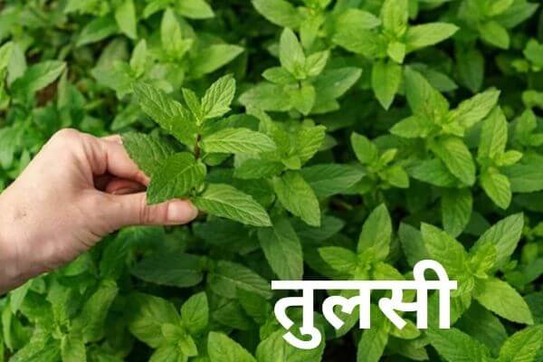 You are currently viewing तुलसी (Tulsi)