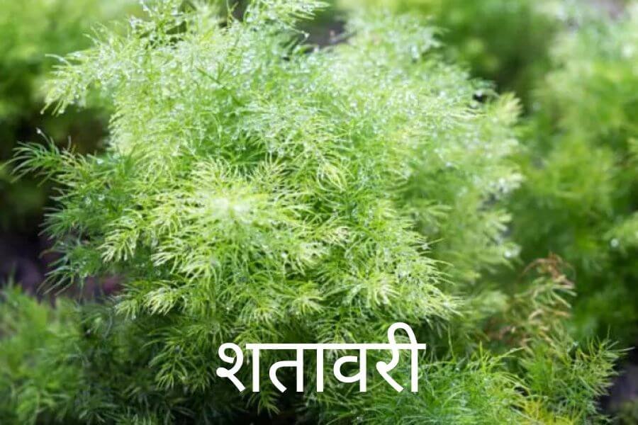 Read more about the article शतावरी (Shatavari)