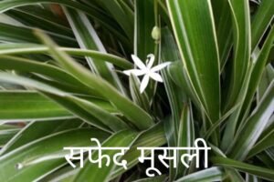 Read more about the article सफेद मूसली (Safed Musli)