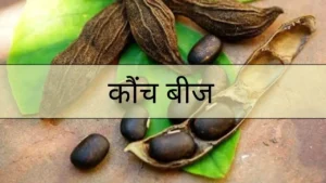 Read more about the article कौंच बीज: क्या है, स्वास्थ्य लाभ, उपयोग और संभावित नुकसान