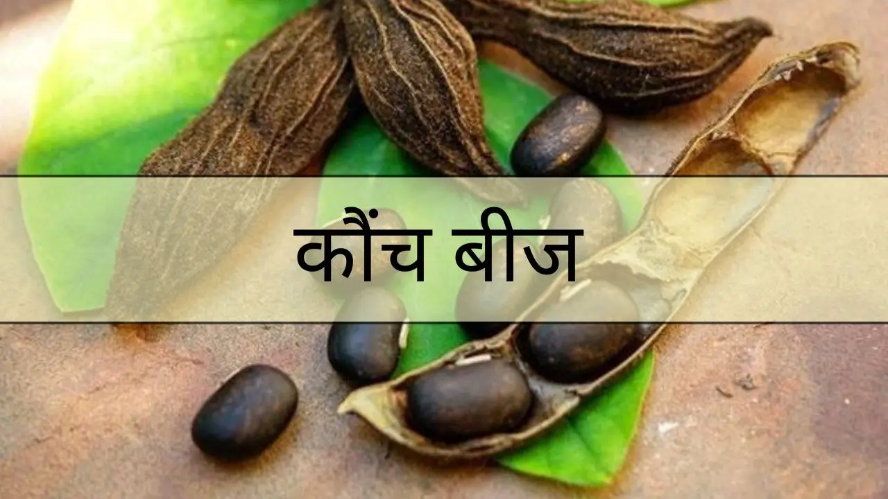 Read more about the article कौंच बीज: क्या है, स्वास्थ्य लाभ, उपयोग और संभावित नुकसान
